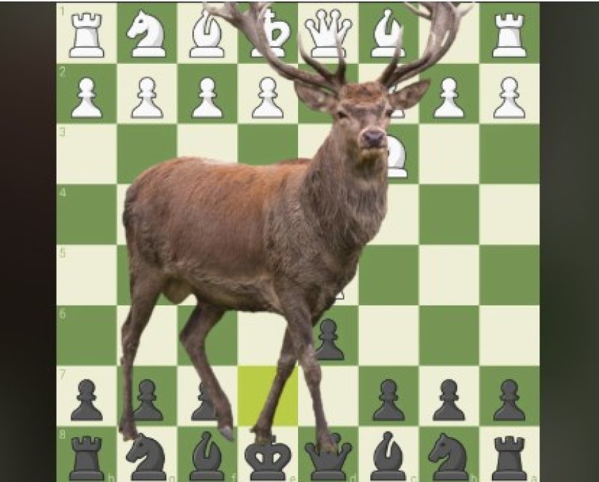 Mistrzostwa Jeleniej Góry Juniorów- 17.05.2025